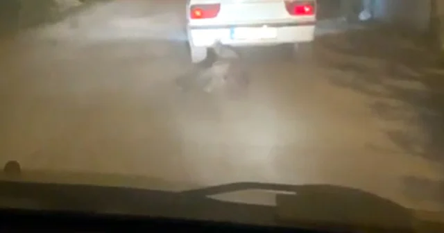 Yaban domuzunu otomobilin arkasına bağlayıp sürükledi Tokat Haberleri
