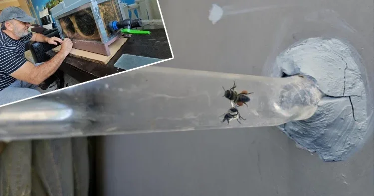 Duvara açılan delikten çıkıp şehri dolaşıp geri geliyorlar! Bu düzenek görenleri şaşırtıyor Onlar benim evladım gibi