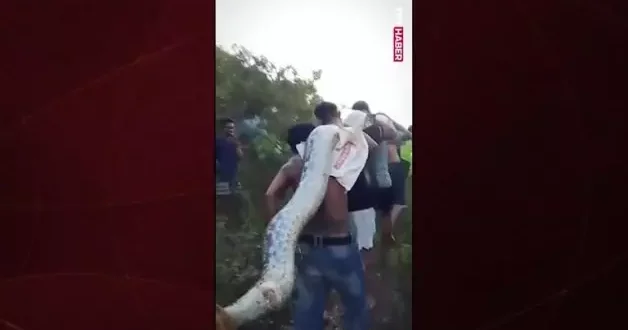 Endonezya’da tüyler ürperten anlar: Dev piton köyü ayağa kaldırdı