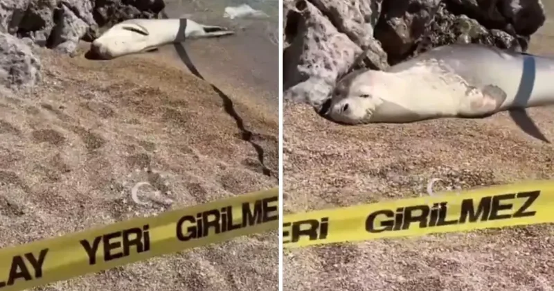 Sahil yüzmeye giden kişi, fok balığıyla karşılaştı! İşte o anlar