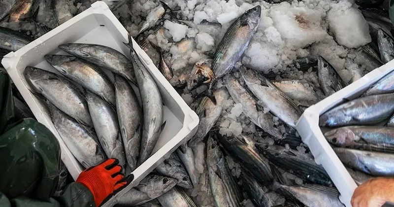 Palamutun fiyatı 3 katına çıktı: Balık tezgahlarının gözdesi oldu Sözcü Gazetesi