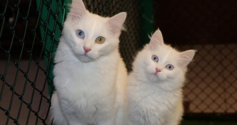 Kedi Villası nda doğum sezonu tamamlandı