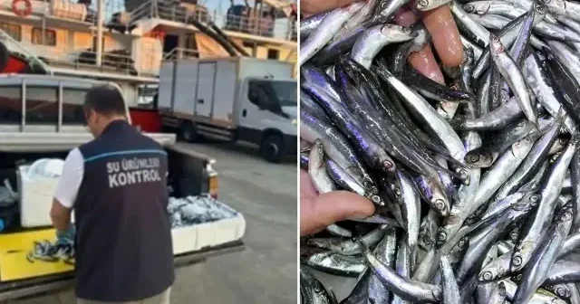 Trabzon’da usulsüz hamsi çıkışına 37 bin lira para cezası uygulandı Trabzon Haberleri