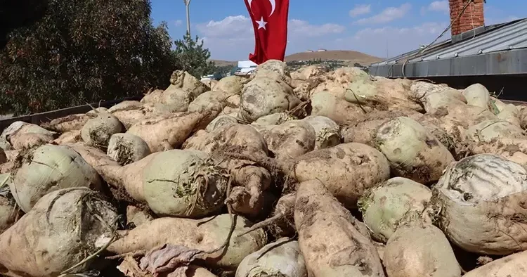 Şeker pancarı alım fiyatı belli oldu