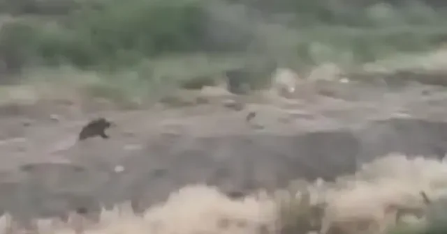 Mersin’de domuz sürüsü köpeği kovaladı VİDEO İZLE