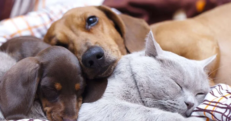 Köpek sahiplerinden vergi alınacak
