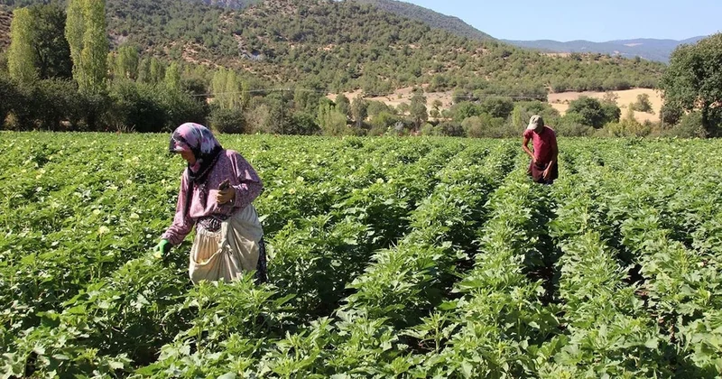 Çok hızlı büyüyor, 5 günde bir hasat veriyor: Tek tek toplanıyor Sözcü Gazetesi