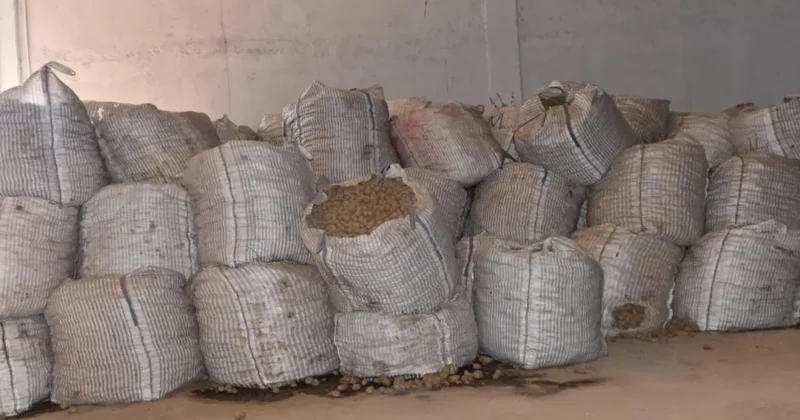 Binlerce ton patates alıcı bekliyor