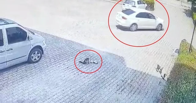 Otomobilin altında kalan yavru kedi öldü, annesi başından ayrılmadı Bursa Haberleri
