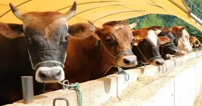Acemi kasapların el kesilmelerine son veren ürün