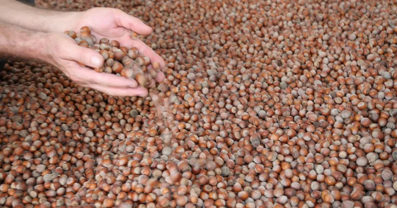 Tescilli Giresun tombul fındığında yeni dikim uygulamaları verimi artırdı