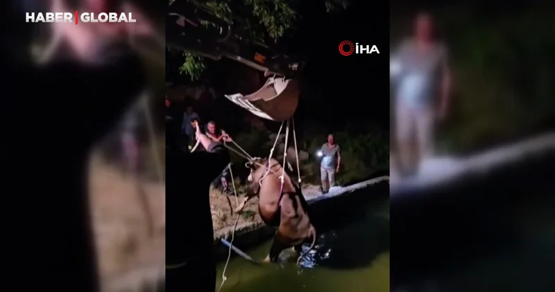 Adıyaman’da havuza düşen inek kurtarıldı