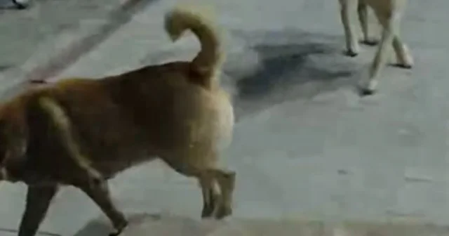 Sokak köpeklerinin saldırdığı kedi öldü Hatay Haberleri