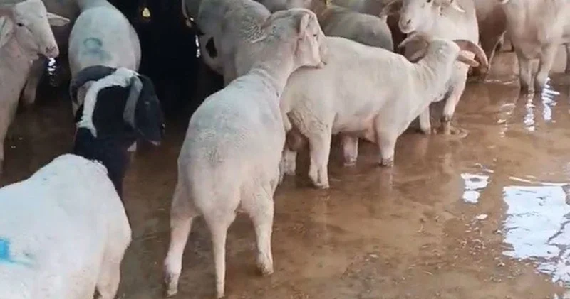 Torbalı da yağışın ardından kurban pazarını su bastı