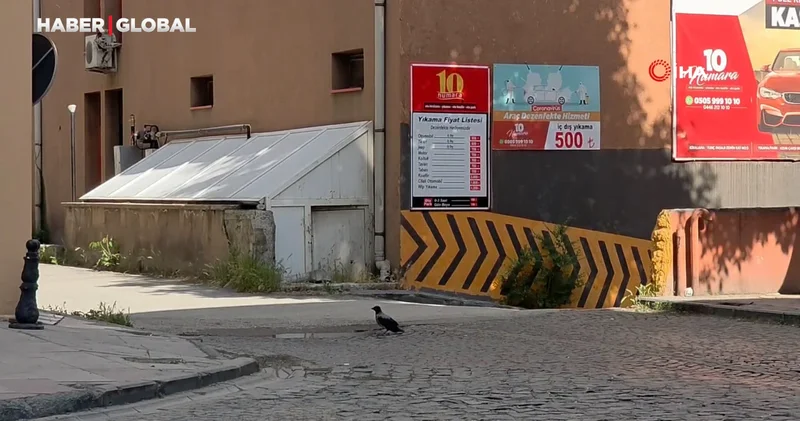 Erzincan’da yavru kargayı vatandaşlar kurtardı