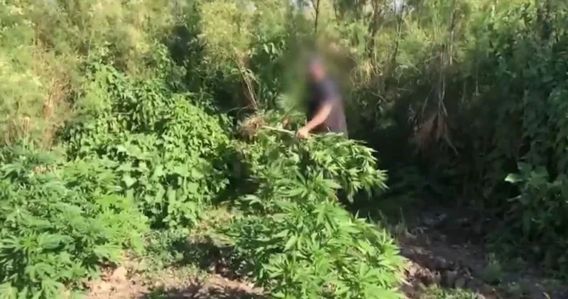Piyasa değeri 100 milyon TL! Dicle Nehri kenarında ekilen kenevir imha edildi