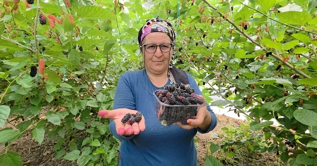 Silifke nin karadutu Orta Doğu yu tatlandırıyor Mersin Haberleri