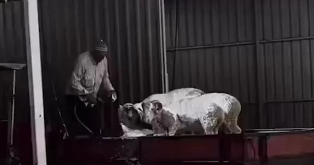 İzmir de bir vatandaşın kurbanlıkları oto yıkama köpüğüyle yıkama anı kamerada VİDEO İZLE