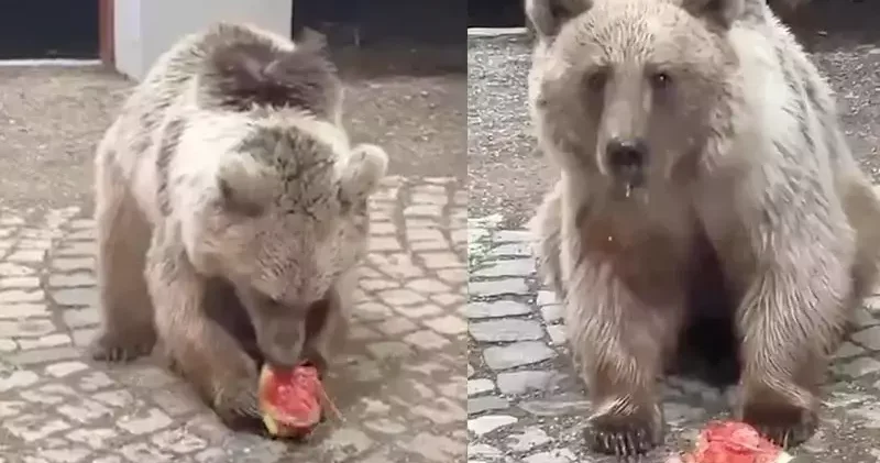 Akşam karpuz verdikleri bozayı sabah geri geldi