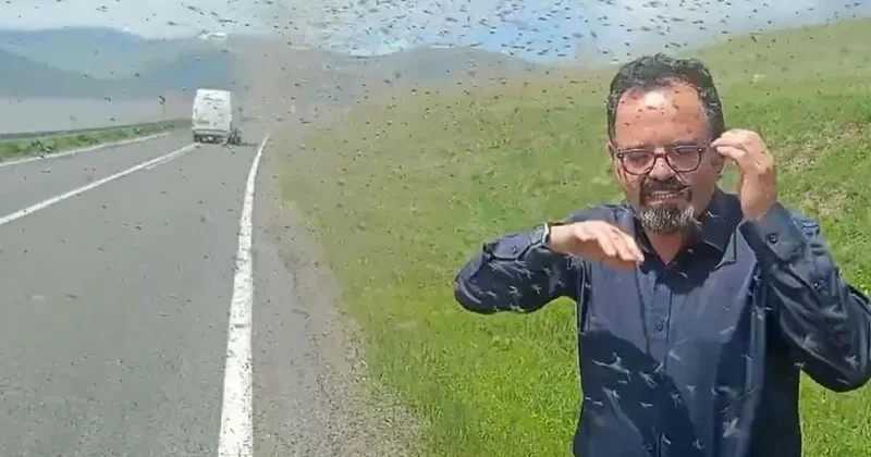 Çıldır Gölü çevresinde yeşil sinek istilası: Sürücüler güçlükle ilerledi Sözcü Gazetesi