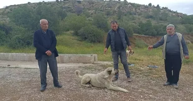 Ankara haberleri Ankara da başıboş köpekler buzağıyı parçaladı! 31 Mayıs 2025