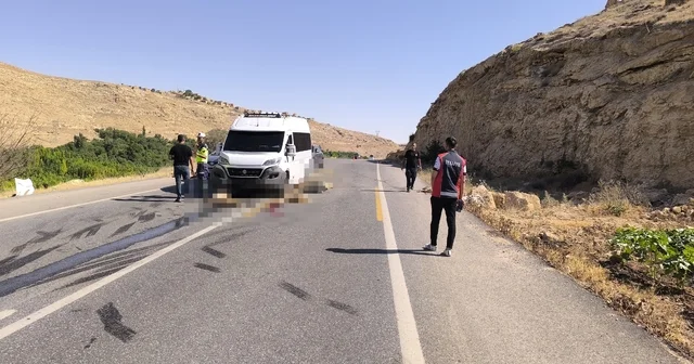 Minibüs, sürüye daldı; 13 küçükbaş öldü Mardin Haberleri
