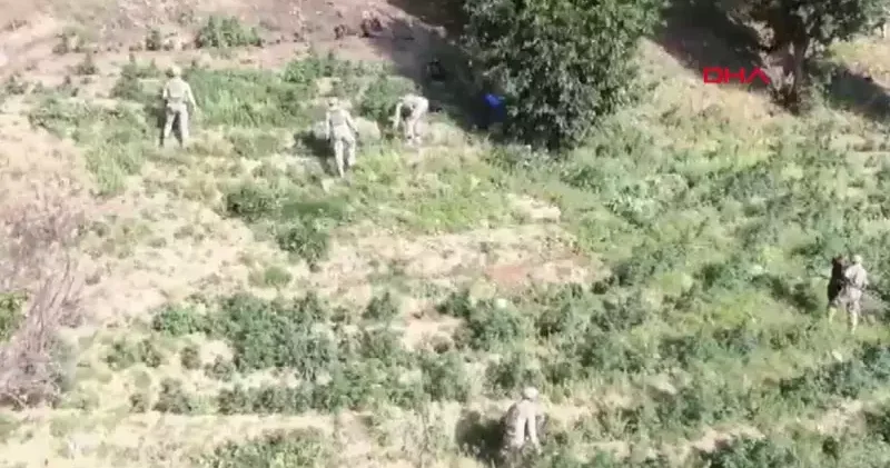 Diyarbakır da, 4 milyon 459 bin kök kenevir ve skunk ile 150 kilo esrar ele geçirildi