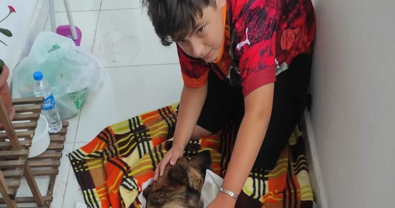 Havalı tüfekle vurulan köpek felç kaldı
