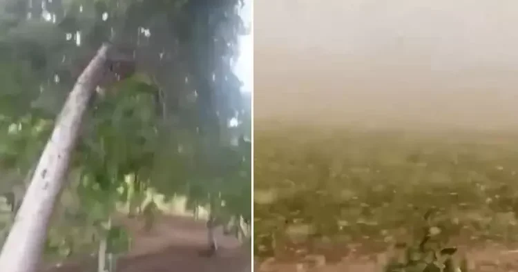 Sıcaklık rekoru kırılan kentte fırtına etkili oldu! Ağaçlar yerinden söküldü