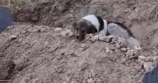 Hakkari de duygulandıran manzara: Vefalı köpek ölen sahibinin yanından asla ayrılmıyor VİDEO İZLE