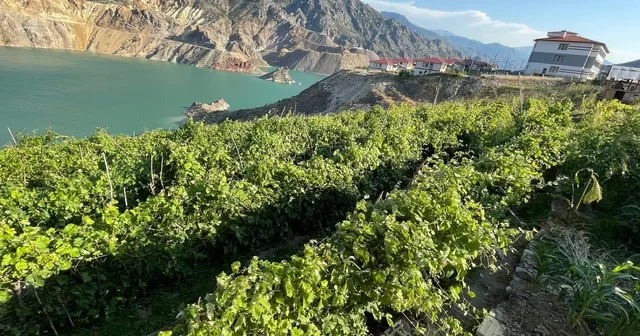 Yusufeli deki nakil bağlar da üzüm bereketi Artvin Haberleri