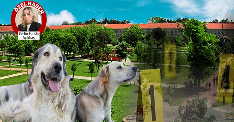 YTÜ kampüsündeki köpekler ortadan kayboldu! Önce araçla toplayıp sonra da öğrencilere saldırdılar Sözcü Gazetesi