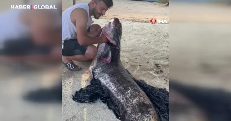 Meriç Nehri nde yakalandı! Tam 73 kilo...