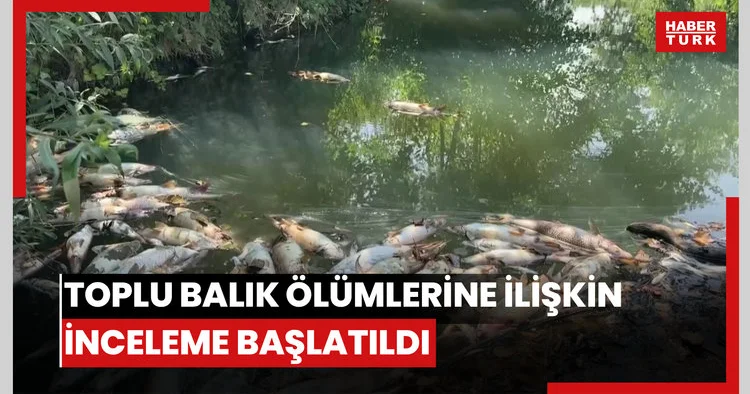 Toplu balık ölümlerine ilişkin inceleme başlatıldı