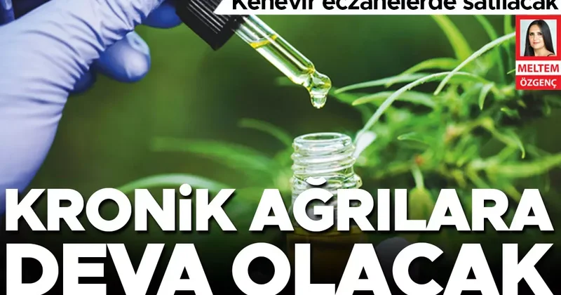 Kenevir eczanelerde satılacak... Kronik ağrılara deva olacak