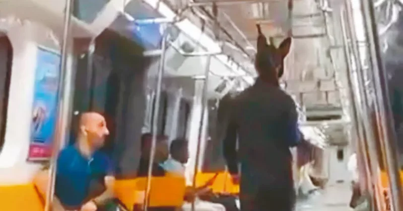 Metrodaki tüfekli tavşan yakalandı