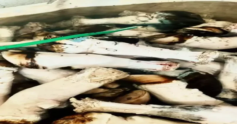 Adana nın gözde yemeğiydi! Görüntüler mide bulandırdı