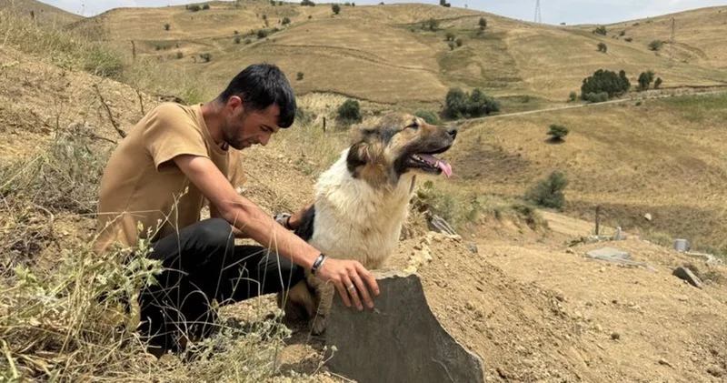Ölen sahibinin mezarı başından ayrılmayan köpek görenleri hüzünlendirdi