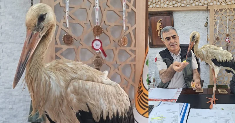 Yangından kaçan yaralı leylek ormancılara sığındı