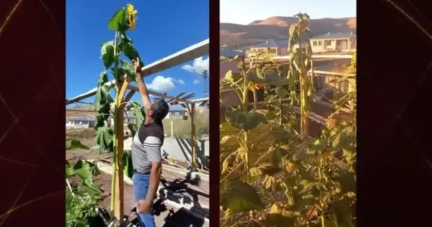 Erzurum’un soğuk iklimine meydan okuyan tarla... Yüzünü güneşe döndü, boyu 3 metreyi geçti!