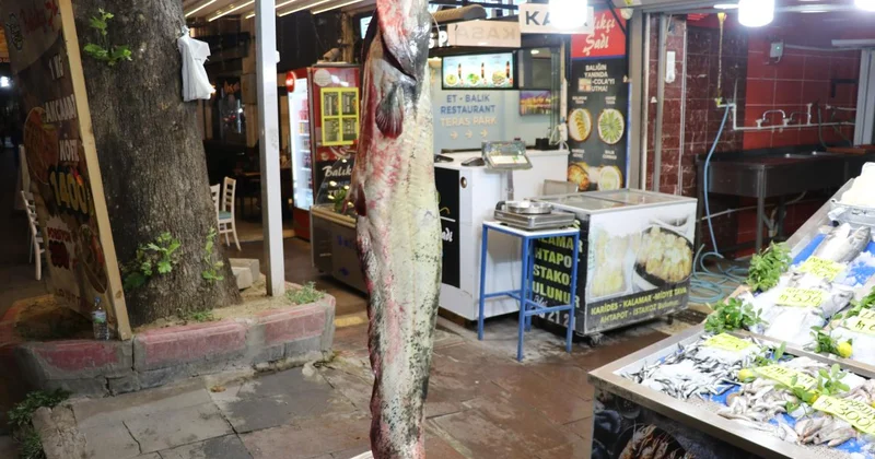Amasya da 78 kilogramlık yayın balığı yakalandı