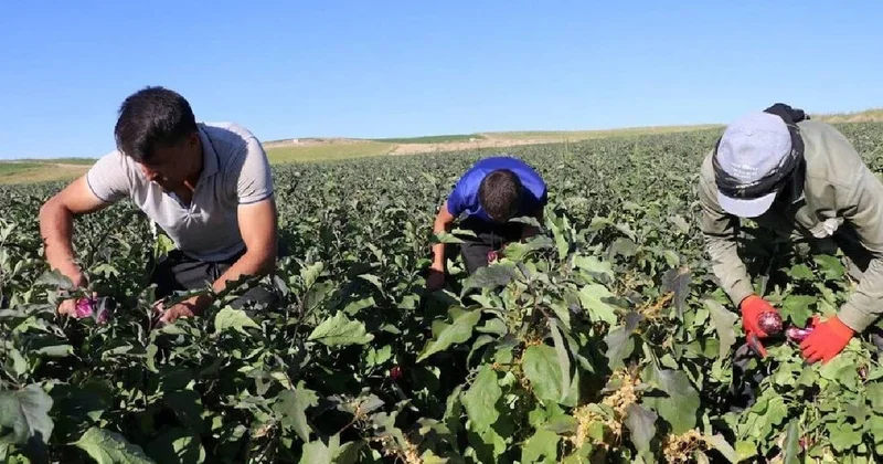 Kızılırmak Nehri yanında beklenen hasat başladı: 50 farklı çeşitte yapılıyor, bölge halkının gelir kaynağı Sözcü Gazetesi