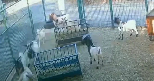 Başına poşet geçiren yaramaz keçi arkadaşlarını korkuttu VİDEO İZLE