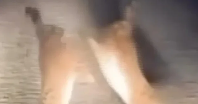 Aşıkları için kapıştılar: Yaban tavşanlarının yumruk yumruğa kavgası kamerada VİDEO İZLE