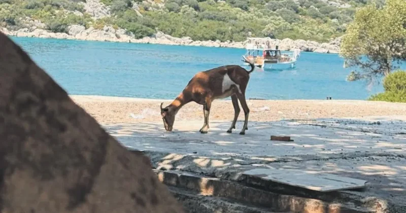 Tatil beldesinde safari sürprizi