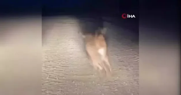 Tavşanların kavgası boks maçlarını aratmadı! İşte o ilginç görüntüler