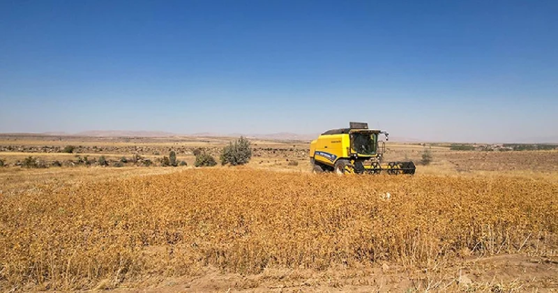 1 damla suya ihtiyaç duymuyor, bereketli hasat başladı: Eken 1 senede servet kazanıyor Sözcü Gazetesi