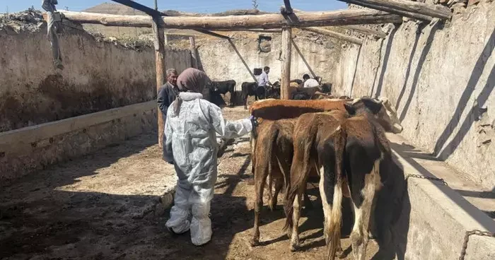 Ağrı da şap hastalığına karşı aşılama çalışmaları sürüyor